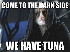 Image result for Star Wars Cat Meme