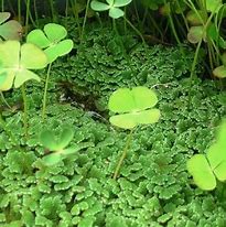 Image result for Mosquito Fern Aka Fairy Moss
