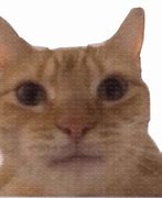 Image result for Orange Cat Staring at Camera Meme