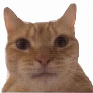 Image result for Orange Cat Would Meme