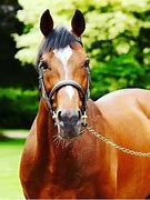 Image result for Galileo Horse