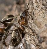 Image result for Brown Carpenter Ants