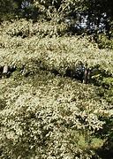 Image result for Cornus alternifolia Argentea