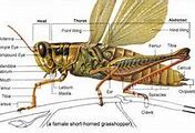 Image result for Cricket Insect Mandibles
