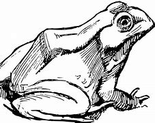 Image result for Frog Outline Clip Art