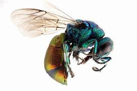 Image result for Colorful Hornet