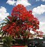 Image result for Florida Ornamental Trees