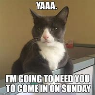 Image result for Working Cat Meme