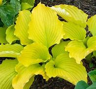 Image result for Hosta Dancing Queen