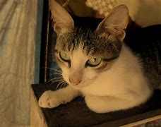 Image result for Stray Cat Wallpaper