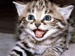 Image result for Excited Cat Images