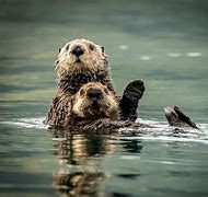 Image result for otters