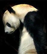 Image result for Sad Panda Face