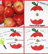 Image result for Parts of an Apple Craft