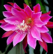 Image result for Orchid Cactus