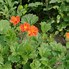 Image result for Geum coccineum Borisii