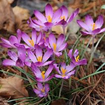 Crocus tommasinianus Barrs Purple に対する画像結果