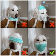 Image result for Surgical Face Mask Dog