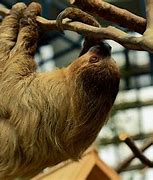 Image result for New Phone Sloth Meme