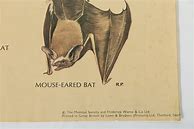 Image result for Product Poster of Bat