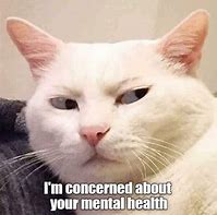 Image result for Cat Angry Side Eye Meme