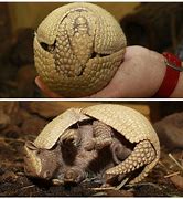 Image result for Armadillo Rolled Up