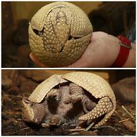 Image result for Armadillo Rolled Up