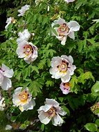 Image result for Paeonia suffruticosa Huang Guan