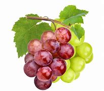 Image result for Daamage Grapes Picture