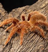 Image result for King Baboon Spider