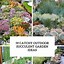 Image result for Landscaping with Succulents and Rocks