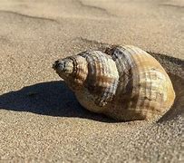 Image result for 10 Coquillage