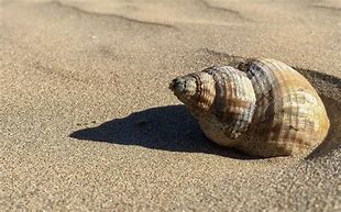 Image result for Coquillage D'animaux Marin