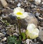 Image result for Ranunculus alpestris Flora Plena