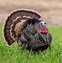 Image result for Wild Turkey Species