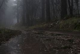 Image result for Rain Falling Forest