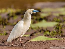 Image result for Ardeola idae
