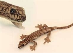Image result for Skink Toy Lizard
