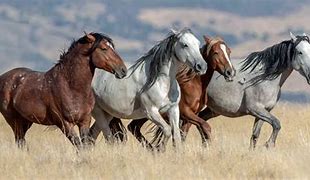 Image result for All Horse Breeds