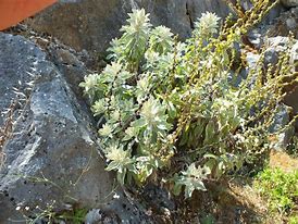 Image result for Verbascum roripifolium