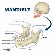 Image result for Body of Mandible
