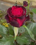 Image result for Black Gold Rose