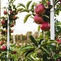 Image result for Orchard Apple Trees with Fruit