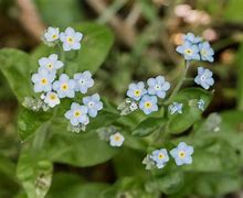 Image result for Forget Me Not Chain