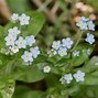 Image result for American Forget Me Nots