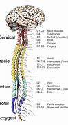 Image result for Nervous System Brain and Spinal Cord