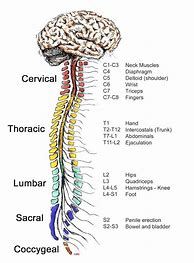 Image result for Spinal Cord of Human
