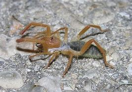 Image result for Camel Spider New Mexico