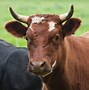 Image result for Polled Hereford Cattle