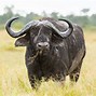 Image result for Big Five Animals Kenya